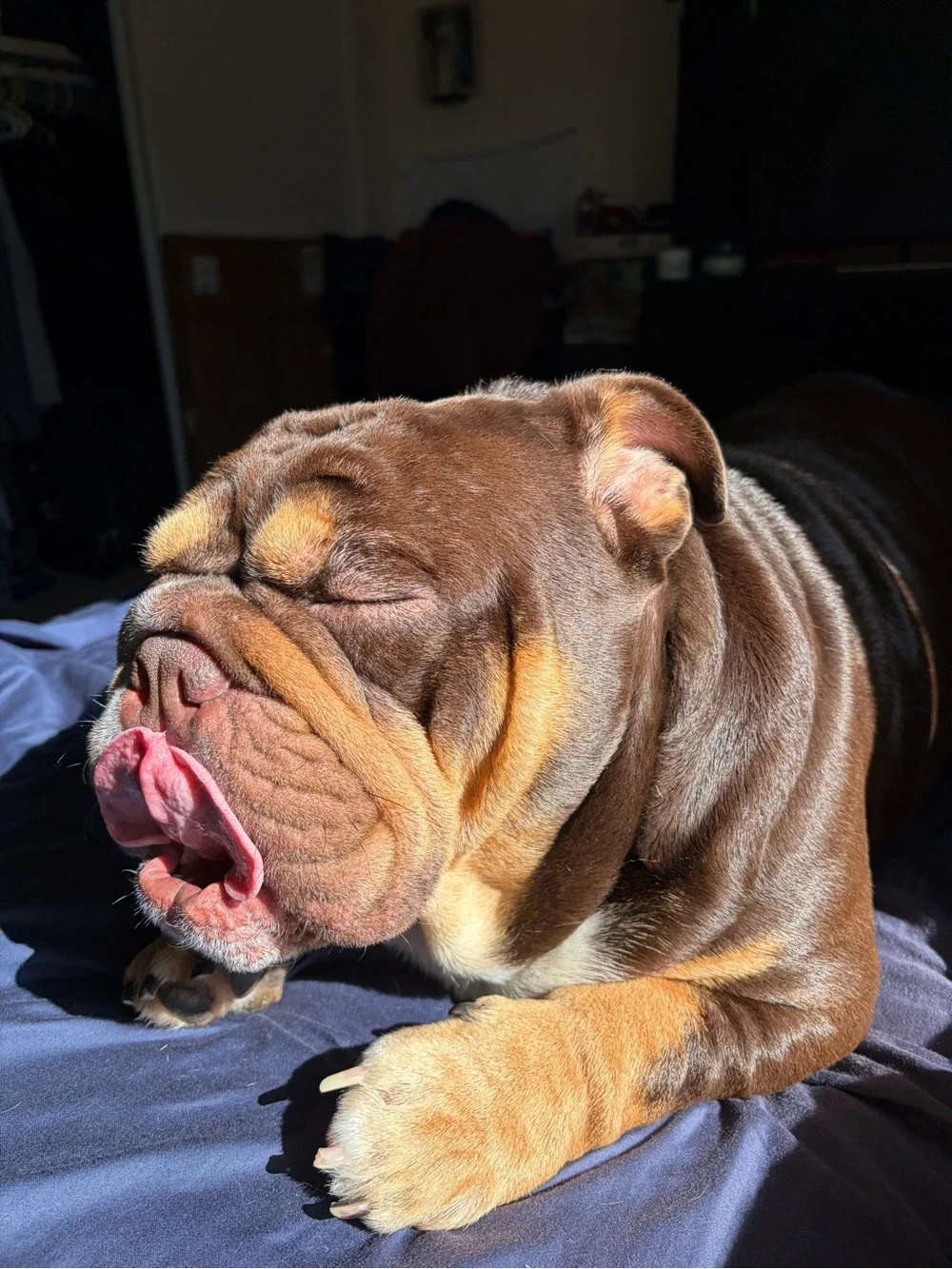 English Bulldog